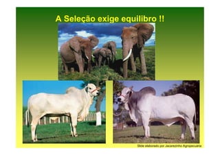 A Seleção exige equilibro !!




                     Slide elaborado por Jacarezinho Agropecuária
 