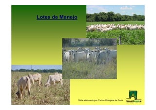 Lotes de Manejo




                  Slide elaborado por Carina Ubirajara de Faria
 
