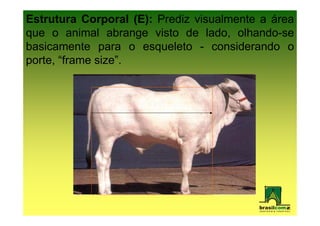 Estrutura Corporal (E): Prediz visualmente a área
que o animal abrange visto de lado, olhando-se
basicamente para o esqueleto - considerando o
porte, “frame size”.
 