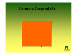 Estrutura Corporal (E)
 