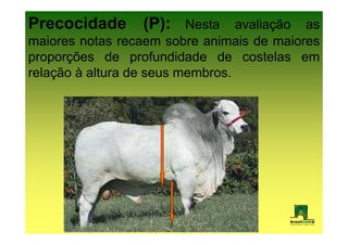 Precocidade      (P): Nesta avaliação as
maiores notas recaem sobre animais de maiores
proporções de profundidade de costelas em
relação à altura de seus membros.
 