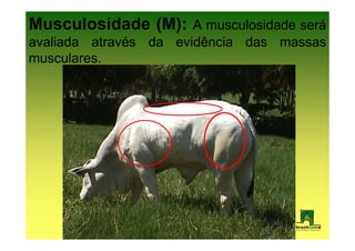 Musculosidade (M): A musculosidade será
avaliada através da evidência das massas
musculares.
 