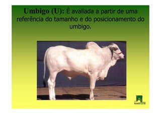 Umbigo (U): É avaliada a partir de uma
referência do tamanho e do posicionamento do
                   umbigo.
 