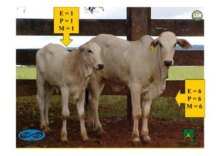 E=1
P=1
M=1




      E=6
      P=6
      M=6
 