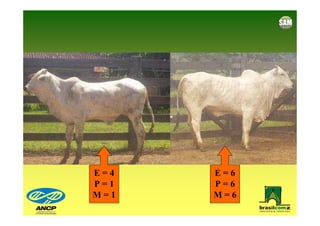 E=4   E=6
P=1   P=6
M=1   M=6
 