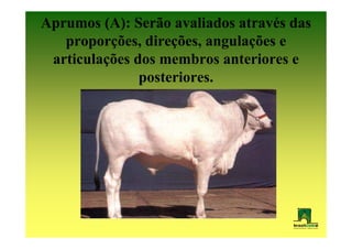 Aprumos (A): Serão avaliados através das
   proporções, direções, angulações e
 articulações dos membros anteriores e
               posteriores.
 