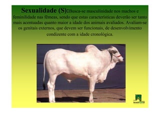 Sexualidade (S):Busca-se masculinidade nos machos e
feminilidade nas fêmeas, sendo que estas características deverão ser tanto
mais acentuadas quanto maior a idade dos animais avaliados. Avaliam-se
   os genitais externos, que devem ser funcionais, de desenvolvimento
                   condizente com a idade cronológica.
 