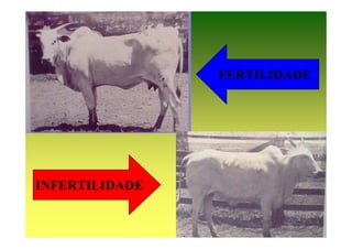 FERTILIDADE




INFERTILIDADE
 