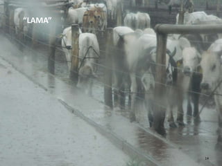 “LAMA”




         14
 