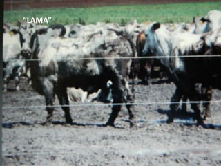 “LAMA”




         15
 