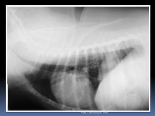 Profa. Tilde Rodrigues Froes