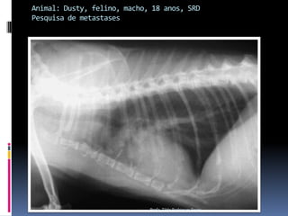 Animal: Dusty, felino, macho, 18 anos, SRDPesquisa de metastasesProfa. Tilde Rodrigues Froes