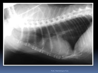 Profa. Tilde Rodrigues Froes