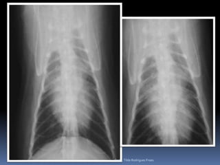 Profa. Tilde Rodrigues Froes