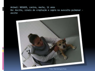Animal: NEGUER, canino, macho, 11 anosHx: Ascite, sinais de creptação e sopro na ausculta pulmonar - asciteProfa. Tilde Rodrigues Froes