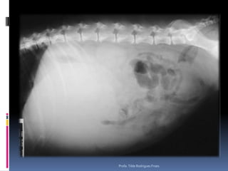 Profa. Tilde Rodrigues Froes