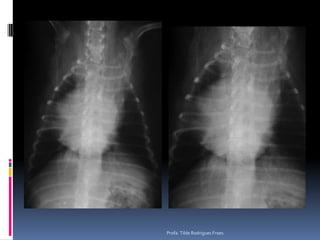 Profa. Tilde Rodrigues Froes