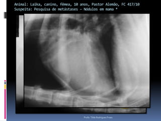 Animal: Laika, canino, fêmea, 10 anos, Pastor Alemão, FC 417/10Suspeita: Pesquisa de metástases – Nódulos em mama *Profa. Tilde Rodrigues Froes