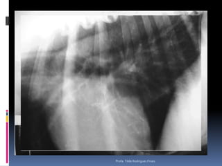 Profa. Tilde Rodrigues Froes