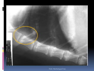 Profa. Tilde Rodrigues Froes