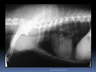 Profa. Tilde Rodrigues Froes