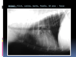 Animal: Flick, canino, macho, Poodle, 10 anos - TosseProfa. Tilde Rodrigues Froes