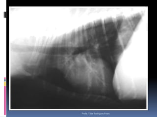 Profa. Tilde Rodrigues Froes