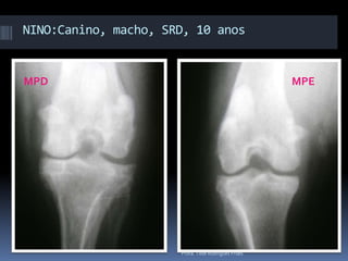 NINO:Canino, macho, SRD, 10 anosMPD                                             MPEProfa. Tilde Rodrigues Froes