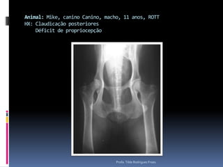 Animal: Mike, canino Canino, macho, 11 anos, ROTTHX: Claudicação posteriores    Déficit de propriocepçãoProfa. Tilde Rodrigues Froes