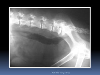 Profa. Tilde Rodrigues Froes