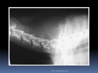 Profa. Tilde Rodrigues Froes