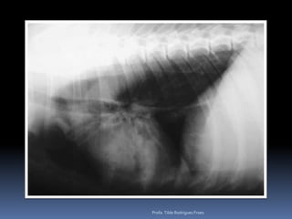 Profa. Tilde Rodrigues Froes