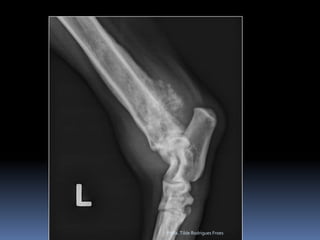 Profa. Tilde Rodrigues Froes