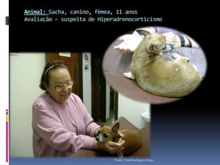 Na nossa rotinaPrincipais doenças observadas no nosso laboratório - cãesHiperadrenocorticismoAchados da imagem US e RadiográficoMuitas vezes – pacientes vem para radiografar tórax – observa hepatomegalia – indica-se a ultrassonografiaProfa. Tilde Rodrigues Froes