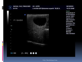 Animal: Sacha, canino, fêmea, 11 anosAvaliação – suspeita de HiperadrenocorticismoProfa. Tilde Rodrigues Froes