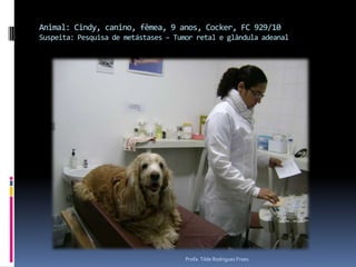 Animal: Cindy, canino, fêmea, 9 anos, Cocker, FC 929/10Suspeita: Pesquisa de metástases – Tumor retal e glândula adeanalProfa. Tilde Rodrigues Froes