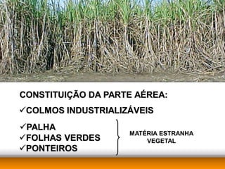 CONSTITUIÇÃO DA PARTE AÉREA:
COLMOS INDUSTRIALIZÁVEIS
PALHA
                    MATÉRIA ESTRANHA
FOLHAS VERDES          VEGETAL
PONTEIROS
 