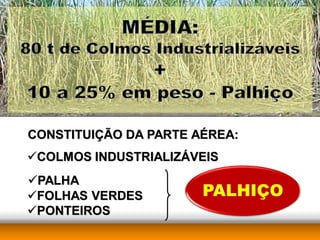 CONSTITUIÇÃO DA PARTE AÉREA:
COLMOS INDUSTRIALIZÁVEIS
PALHA
FOLHAS VERDES
PONTEIROS
 