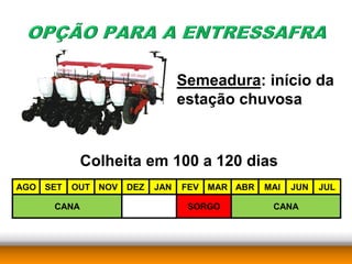 Semeadura: início da
                                estação chuvosa


            Colheita em 100 a 120 dias
AGO SET   OUT NOV   DEZ   JAN   FEV MAR ABR   MAI   JUN   JUL

     CANA                        SORGO         CANA
 