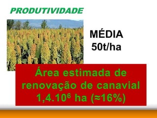 MÉDIA
50t/ha
 