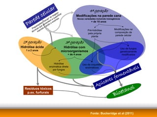 lu lar                                     4ª geração
                                                                                          e                 o

                                                                                    ec
                                                                                                          aç e
                                                                                                        ag rfíci
                                                                                                       b e                Modificações na parede cana
                                                                                 ed
                                                                                                    do    p
                                                                                                  s” a su a s

                                                                            ar
                                                                                                                           Novas variedades incluindo transgênicos
                                                                                              i ca m zim
                                                                                          “fís nte en                                    + de 10 anos
                                                                        P      e
                                                                                      õ es ume o e
                                                                                   raç a cid
                                                                                 pa que a á
                                                                             Pr icas osta                                                                   Modificações na
                                                                                n     p                                               Pré-hidrólise
                                                                             téc ex                                                                         composição da
                                                                                                                                      pela própria
                                                                                                                                         planta              parede celular

                                                                     2ª geração                                    3ª geração
                                                                    Hidrólise ácida                             Hidrólise com                                        Uso de fungos
Rotas para o etanol celulósico – Marcos Buckeridge, msbuck@usp.br




                                                                       1 a 2 anos                              microorganismos                                       geneticamente
                                                                                                                    + de 4 anos                                       modificados


                                                                                                     Hidrólise                    Uso de coquetéis

                                                                                                                                                                          veis
                                                                                                 enzimática direta                  enzimáticos
                                                                                                                                                                        á
                                                                                                                                                                    ent
                                                                                                    por fungos

                                                                                                                                                              r   m
                                                                                                                                                       e s fe
                                                                                                                                                  úcar
                                                                                                                                             Aç                                l
                                                                                                                                                                        o
                                                                                                                                                                    tan
                                                                      Resíduos tóxicos
                                                                       p.ex. furfurais
                                                                                                                                                            Bi   oe


                                                                                                                                        Fonte: Buckeridge et al (2011)
 