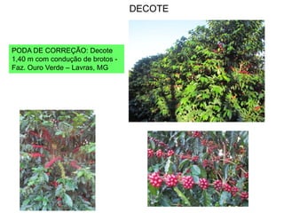 DECOTE



PODA DE CORREÇÃO: Decote
1,40 m com condução de brotos -
Faz. Ouro Verde – Lavras, MG
 