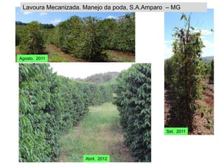 Lavoura Mecanizada. Manejo da poda, S.A.Amparo – MG




Agosto. 2011




                                               Set. 2011




                     Abril. 2012
 