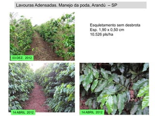 Lavouras Adensadas. Manejo da poda, Arandú – SP



                                     Esquletamento sem desbrota
                                     Esp. 1,90 x 0,50 cm
                                     10.526 pls/ha




03 DEZ. 2012




14 ABRIL 2012                   14 ABRIL 2012
 