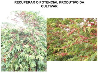 RECUPERAR O POTENCIAL PRODUTIVO DA
             CULTIVAR




                             Fotos: Castro, L.H.
 