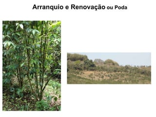 Arranquio e Renovação ou Poda
 
