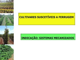 CULTIVARES SUSCETÍVEIS A FERRUGEM




 INDICAÇÃO: SISTEMAS MECANIZADOS
 