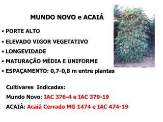 MUNDO NOVO e ACAIÁ

• PORTE ALTO
• ELEVADO VIGOR VEGETATIVO
• LONGEVIDADE
• MATURAÇÃO MÉDIA E UNIFORME
• ESPAÇAMENTO: 0,7-0,8 m entre plantas

 Cultivares Indicadas:
 Mundo Novo: IAC 376-4 e IAC 379-19
 ACAIÁ: Acaiá Cerrado MG 1474 e IAC 474-19
 
