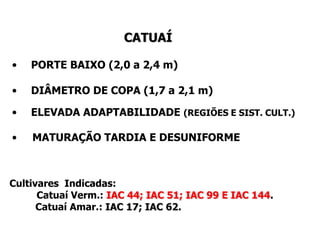 CATUAÍ

•   PORTE BAIXO (2,0 a 2,4 m)

•   DIÂMETRO DE COPA (1,7 a 2,1 m)

•   ELEVADA ADAPTABILIDADE (REGIÕES E SIST. CULT.)

•   MATURAÇÃO TARDIA E DESUNIFORME



Cultivares Indicadas:
      Catuaí Verm.: IAC 44; IAC 51; IAC 99 E IAC 144.
      Catuaí Amar.: IAC 17; IAC 62.
 