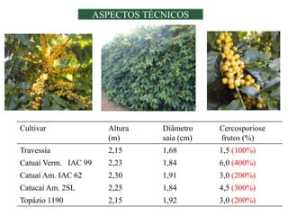 ASPECTOS TÉCNICOS




Cultivar                Altura    Diâmetro    Cercosporiose
                        (m)       saia (cm)   frutos (%)
Travessia               2,15      1,68        1,5 (100%)
Catuaí Verm. IAC 99     2,23      1,84        6,0 (400%)
Catuaí Am. IAC 62       2,30      1,91        3,0 (200%)
Catucaí Am. 2SL         2,25      1,84        4,5 (300%)
Topázio 1190            2,15      1,92        3,0 (200%)
 